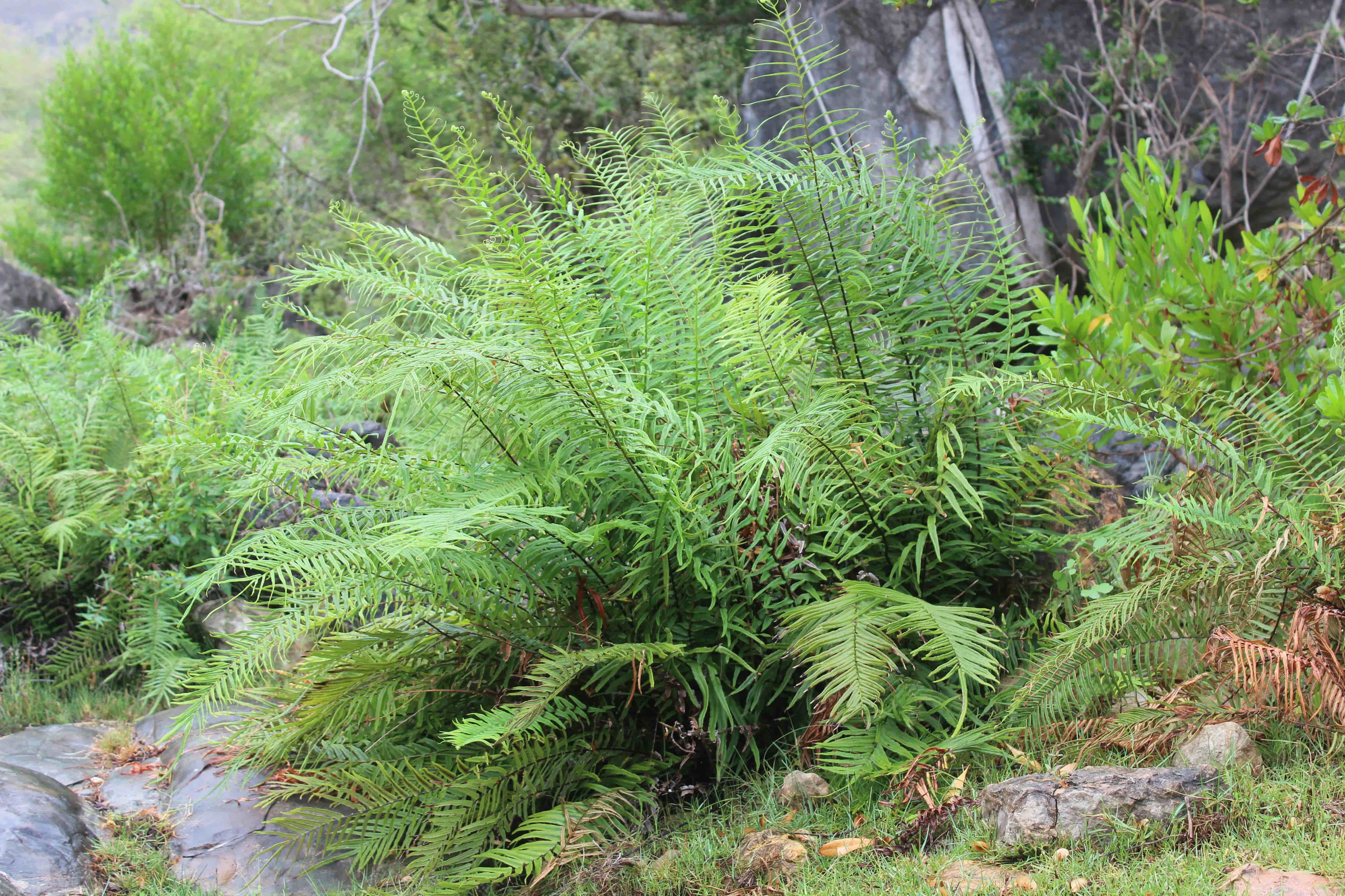 Plant Image